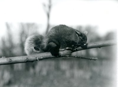 Ein fliegender Phalanger auf einem Ast im Londoner Zoo, Februar 1922 von Frederick William Bond